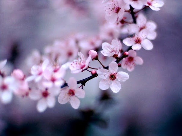 Fiore di ciliegio 1 Paio di Bacchette in Legno durevoli riutilizzabili in Stile Giapponese Sakura Rosa Heaveant Bacchette 